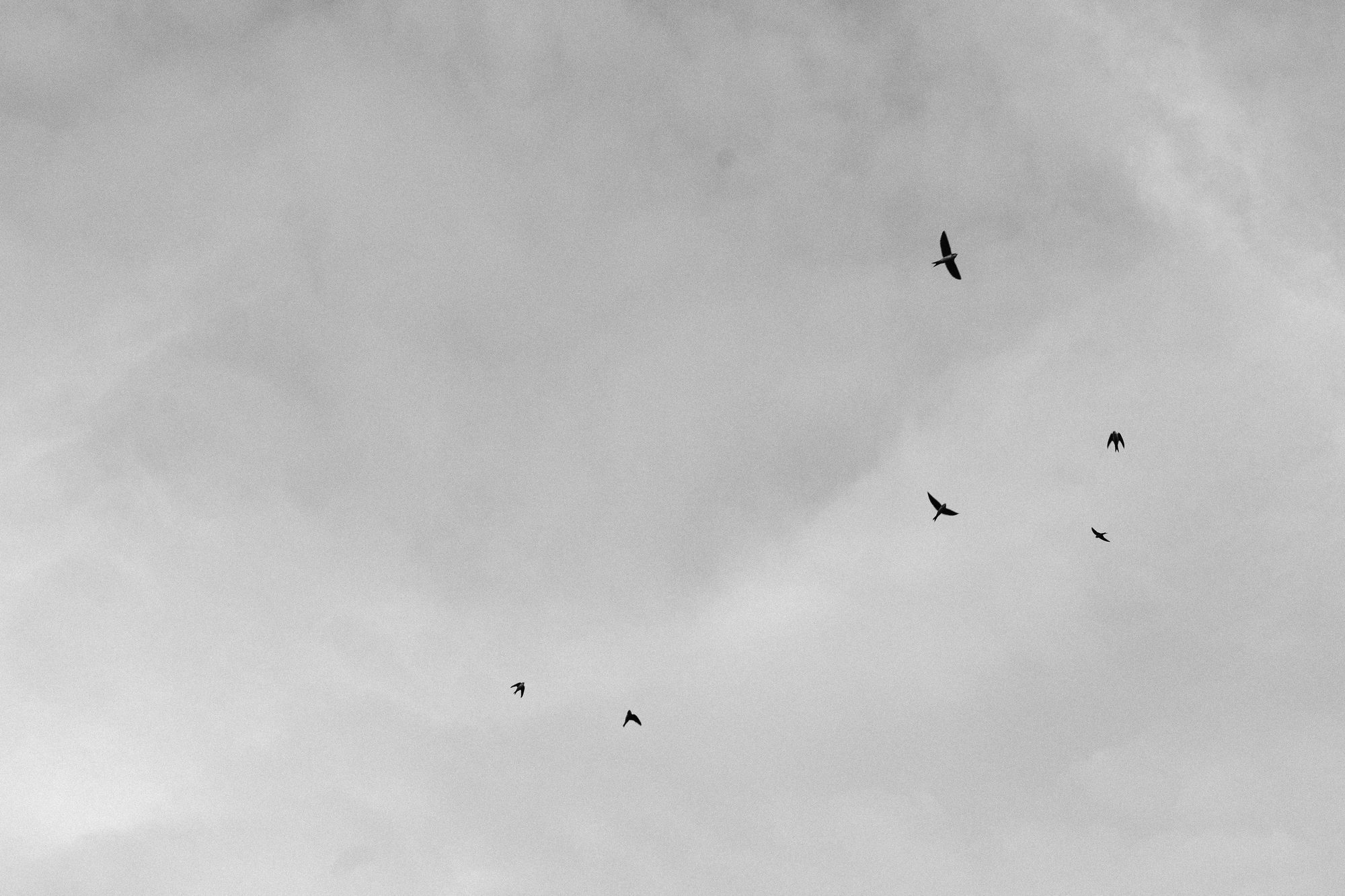 Birds in flight